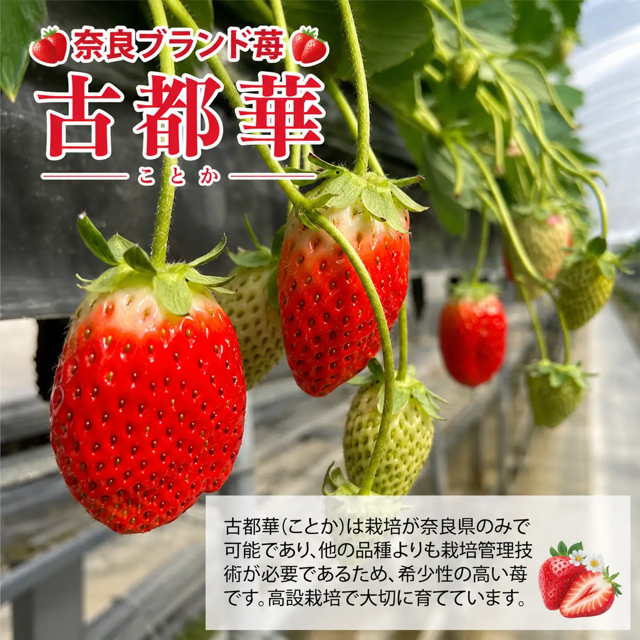 【先行予約】いちご 古都華 250g×２パック ことか いちご