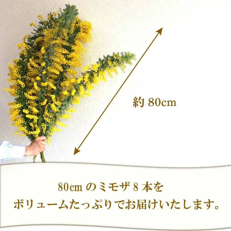牧之原産 ミモザ切り花 80cm×8本 手作り 緑王園芸 お花 観葉 静岡県 牧之原市 