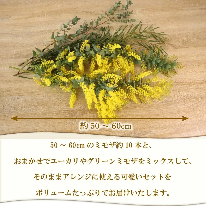 牧之原産 ミモザ・ユーカリ切り花ボリュームセット 手作り 緑王園芸 お花 観葉 静岡県 牧之原市 