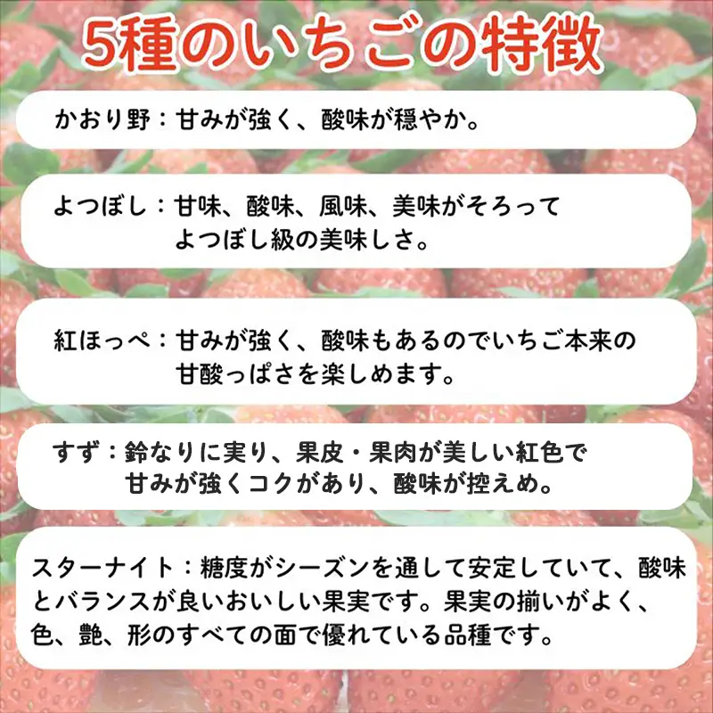 【先行予約】農場長厳選の美味しいいちご 1000g【250g×4パック 苺 詰め合わせ 厳選 フルーツ 果物 かおり野 紅ほっぺ よつぼし スターナイト すず 甘味 セット 化粧箱 島根県 安来市 安来市産】【18-MS-17】