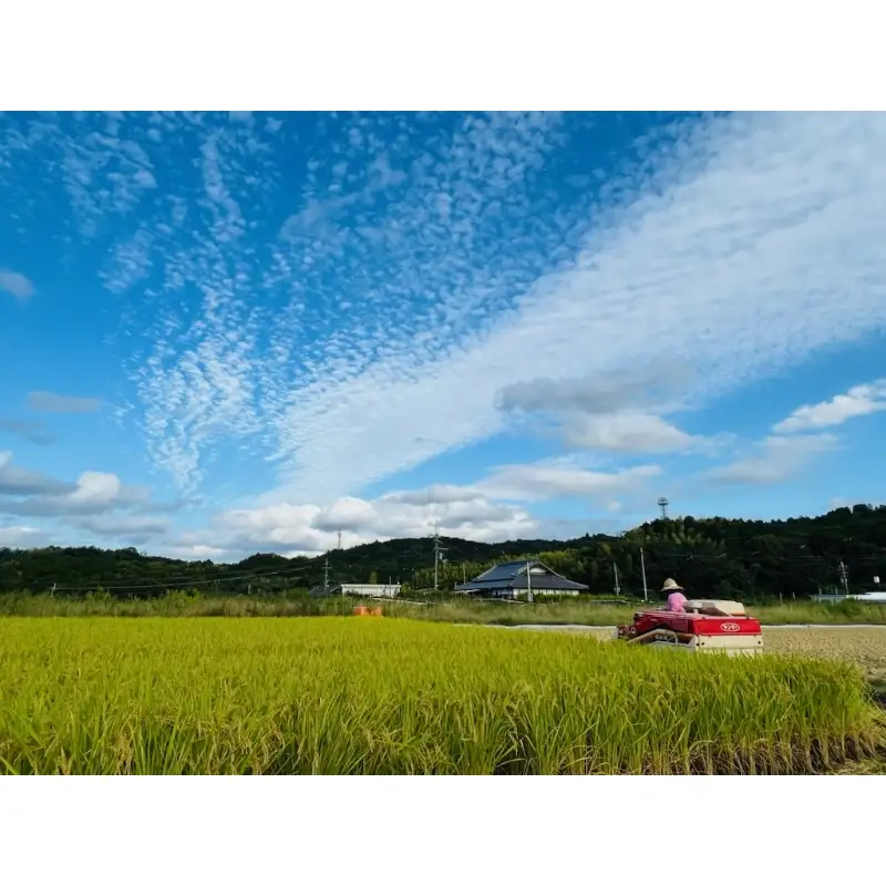 農業姉妹がこだわって栽培！大阪府産 泉南市の玄米5kg 1年定期便【024A-027】