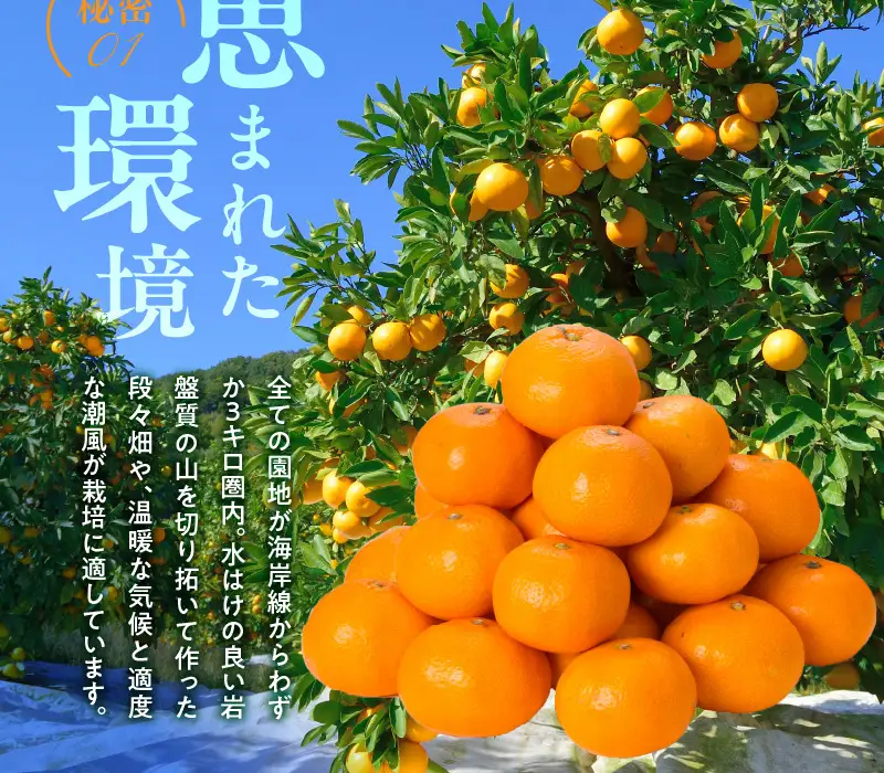 【2026年先行予約】田村みかん／5kg秀品【大玉サイズ】_V7451