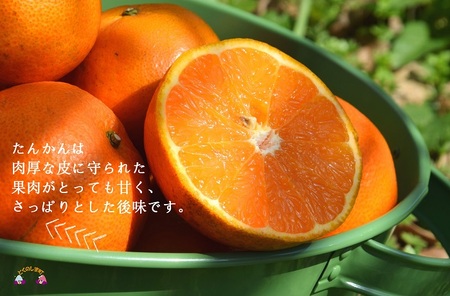 《今が旬！》島の農家さん直送便！徳之島産もぎたてたんかん（3キロ） ( タンカン フルーツ みかん 果物 柑橘 甘い 徳之島 奄美 鹿児島 もぎたて フレッシュ 世界自然遺産 フルーツアイランド 先行予約 )