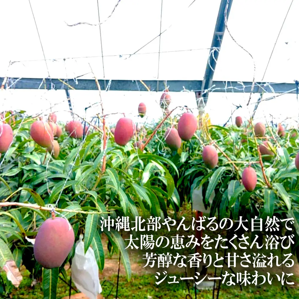 2027年発送【75マンゴー生産部会】 75（名護）マンゴー　約2kg