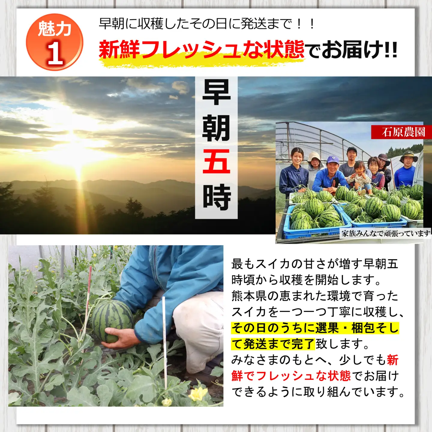 小玉 スイカ（ 赤色 ）1玉 すいか 西瓜 1玉 熊本県和水町産 【2027年（令和9年）4月中旬頃から順次出荷予定】  すいか 西瓜