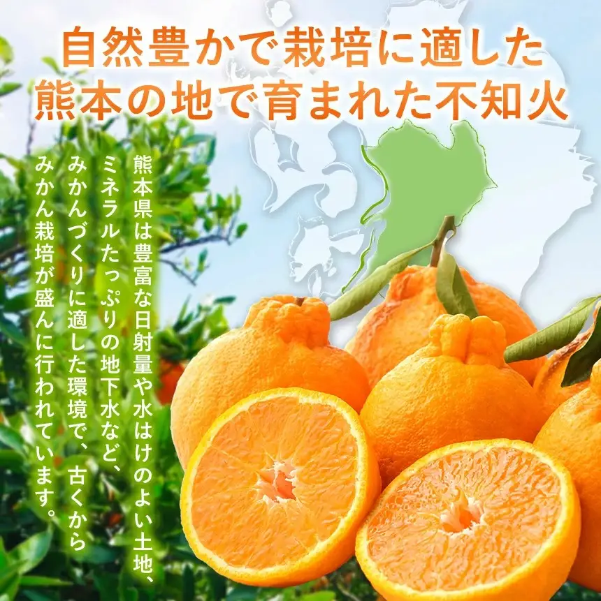 【 先行予約 】【訳あり】ご家庭用 不知火 約 10kg 熊本県産 和水町