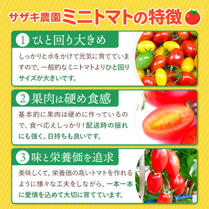 ミニトマト アイコ 約1kg｜サザキ農園