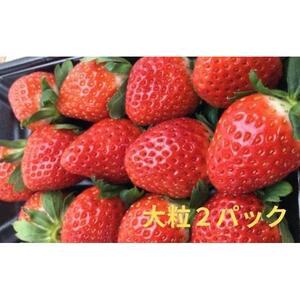 越冬完熟袋掛けネーブル 約5kg（約21個）と大粒いちごさぬきひめ 2パック