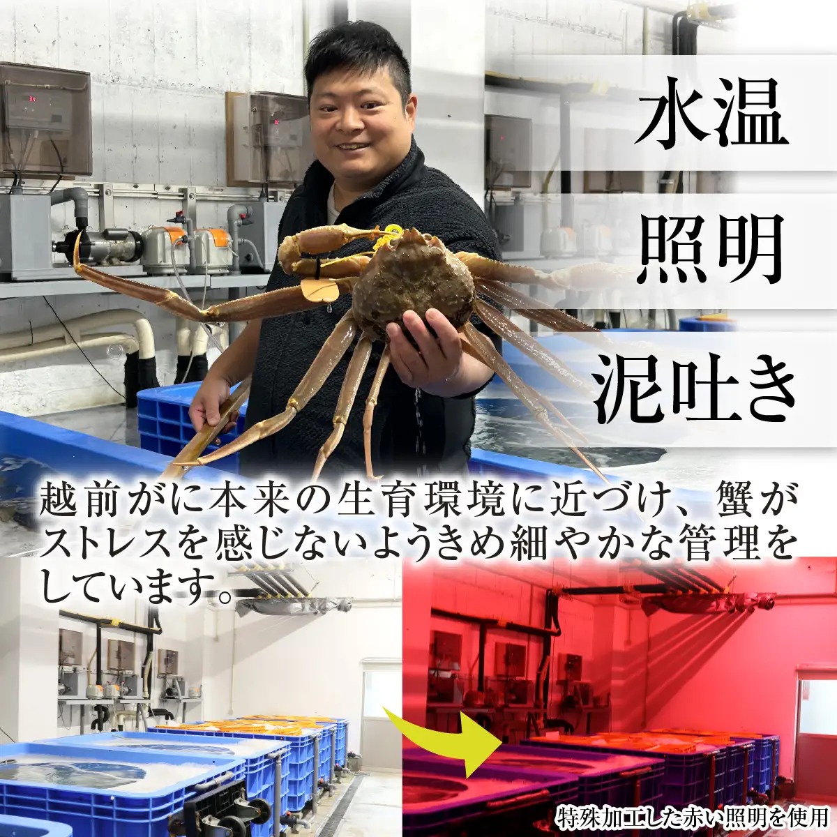 【先行予約】美味しさ直送！ 【成前特選】越前がに（300g～400g）×1杯【2月～3月発送】 [C-028041] / 越前がに
