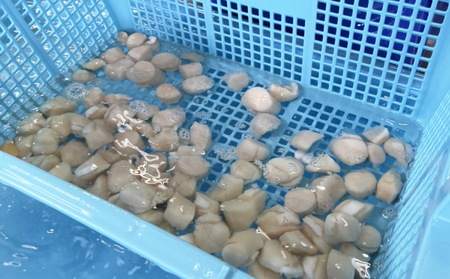 【枝幸ほたて】甘みたっぷり！冷凍ほたて貝柱500g（4Sサイズ）山武水産 【 冷凍 貝柱 刺身 大 魚介 海 帆立 魚貝類 ホタテ 北海道 オホーツク 枝幸 】