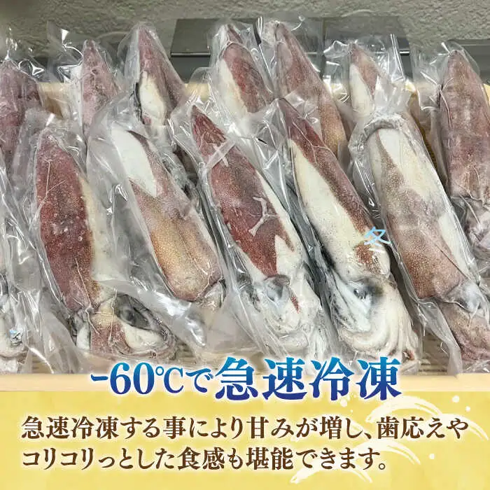刺身用 剣先イカ 約2kg（急速冷凍）《壱岐市》【魚助】 イカ いか 剣先いか ケンサキイカ刺し身 鮮魚 海鮮 [JFX001]