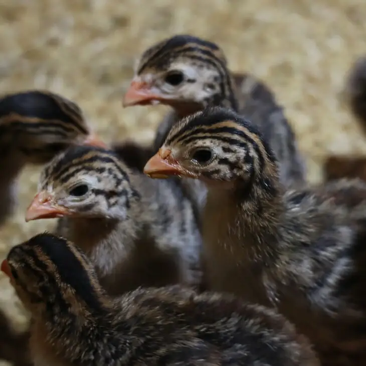 ほろほろ鳥　フランクセット（フランク＆手羽燻製、ささみ燻製）　【1745】