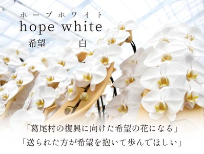 【９月発送分】コチョウラン５本立て【鴻巣花き市場品評会で最高賞受賞】