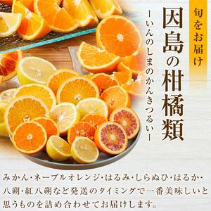 【2027年1月下旬から発送】季節の柑橘セット約5kg 