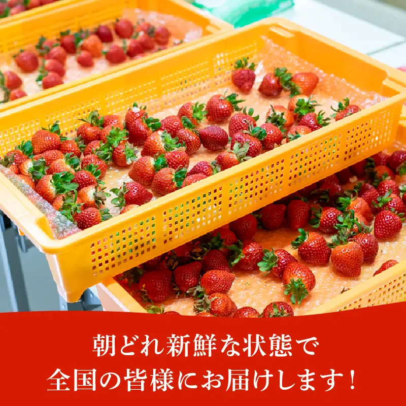 【先行予約】いちご あまりん  2パック 苺 あまりん