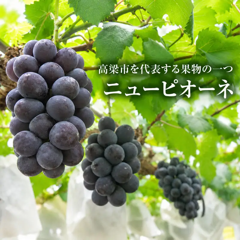 ニューピオーネ 岡山県産 ニューピオーネ【約4kg】【先行予約】