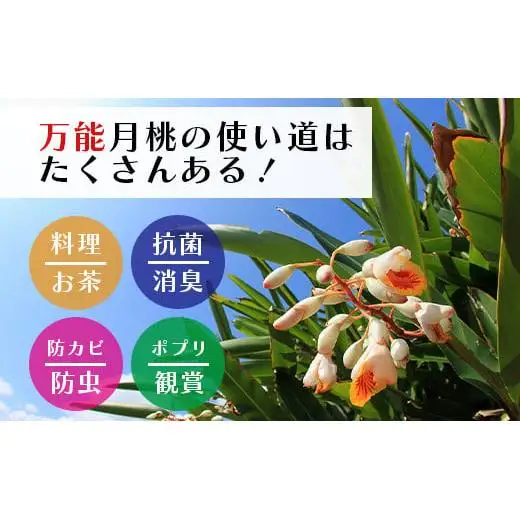 「月桃の苗」大1株　OI-14