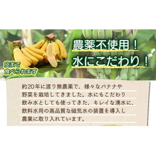 希少！こだわりの水を使い「森ような畑」で栽培する、仲原さんのバナナ　OI-16