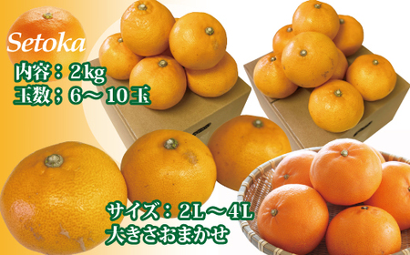 【2027年先行予約】訳あり せとか 2kg ご家庭用 【2027年2月末日以降発送予定】 みかん 愛媛 人気 サイズミックス 柑橘 伊予市｜B235