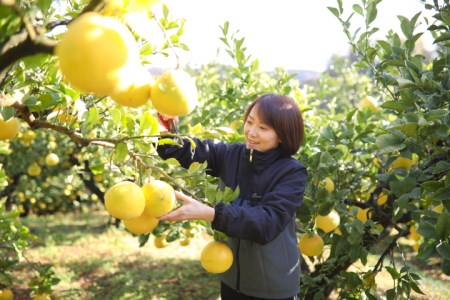 浜田農園 土佐文旦 5kg 贈答用 文旦