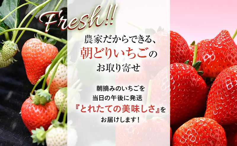 【訳あり】いちご とちあいか不揃い粒 2kg ※2027年5月～発送