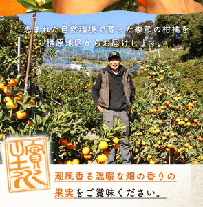 主井農園 高級 清見オレンジ 約2kg サイズ混合_ZS6156