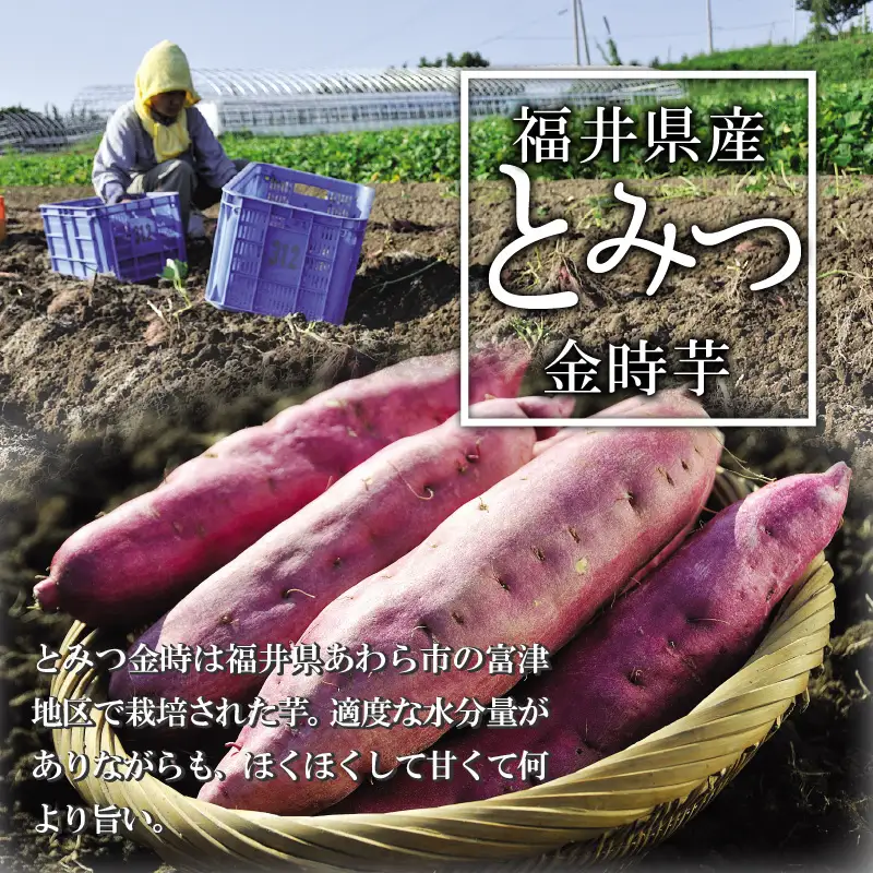 冷やし焼き芋 6本入り [A-037024]