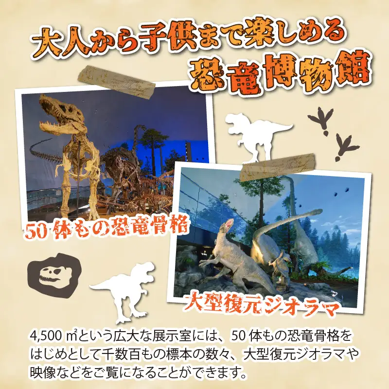 恐竜博物館 観覧券 常設展 一般2名 [A-048007]