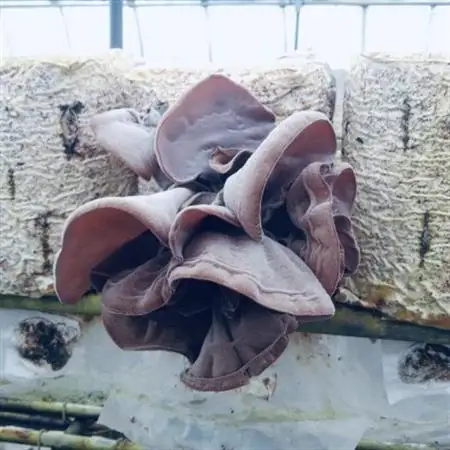 吉賀町かわの農園の新鮮生きくらげ500g【配送不可地域：離島】【1422506】