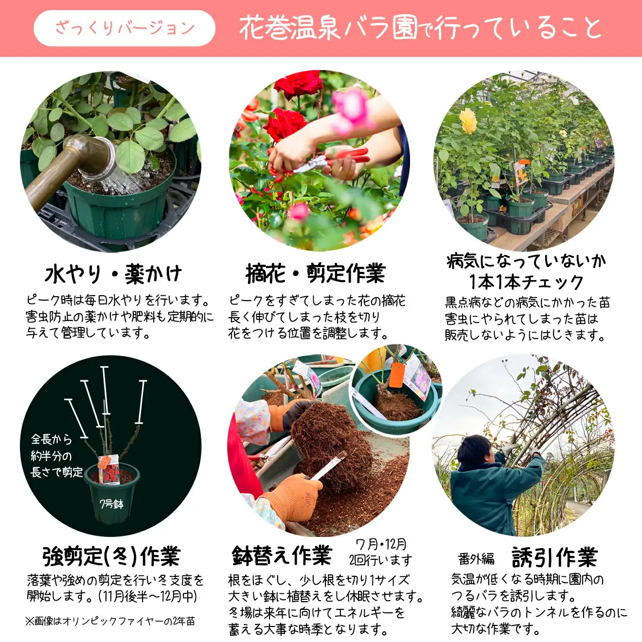 ＜園長セレクト♪＞花巻温泉バラ園で育った「バラ中苗」5号サイズ -園長におまかせ-【1856】-<2026年3月より発送>