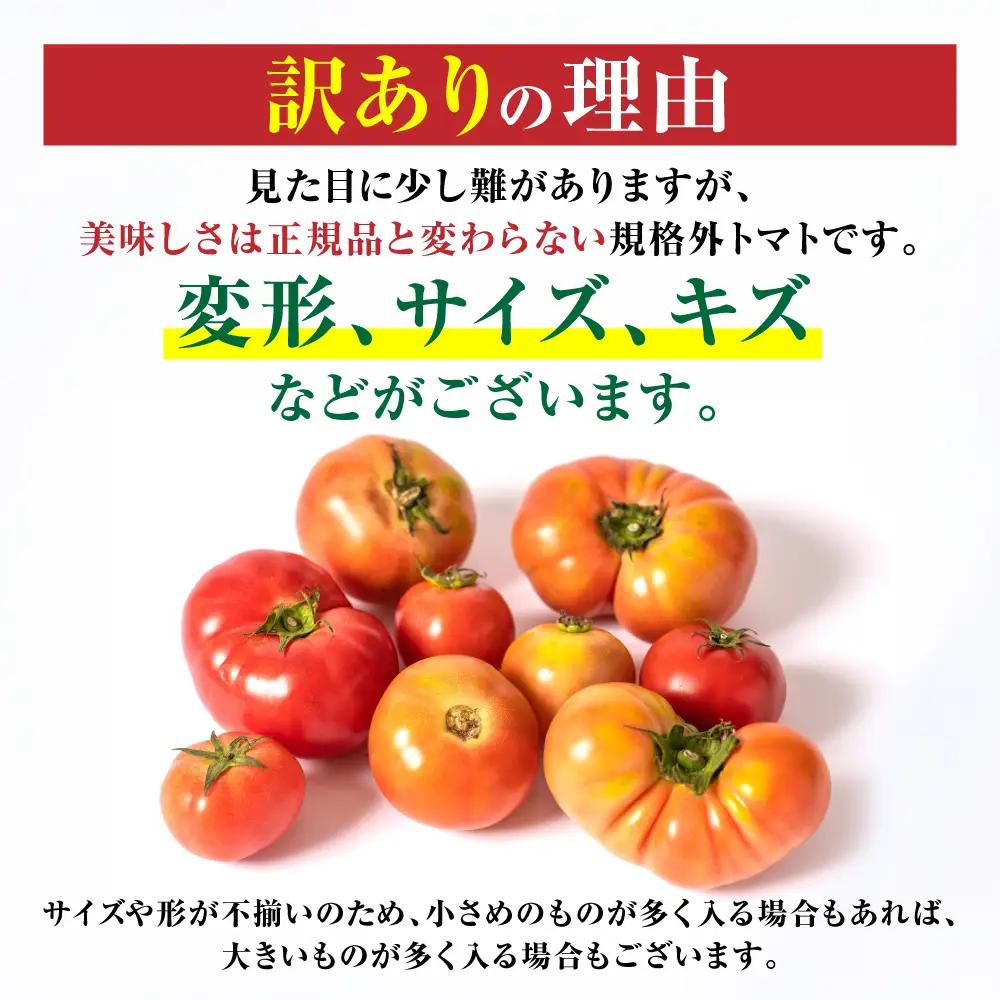 トマト 【先行予約】 訳ありトマト 約1.5kg 【2027年4月中旬より順次発送】 トマト