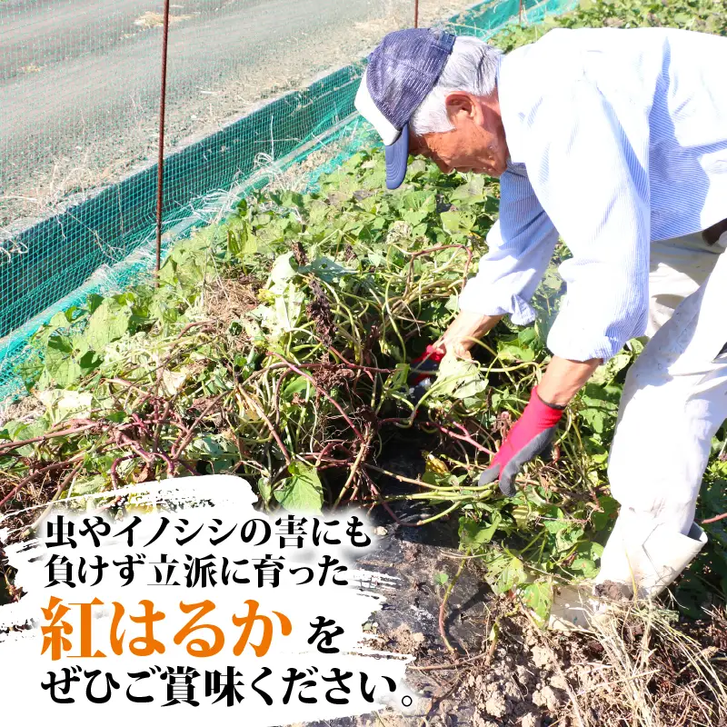 訳あり さつまいも 紅はるか 10kg 大森城山麓園 先行予約 愛媛県産 訳アリ 訳あり品 訳有り わけあり さつま芋 サツマイモ 野菜 やさい 栽培期間中 農薬 不使用 根菜 イモ 芋 産地直送 農家直送 数量限定 国産 愛媛 宇和島 F010-181002