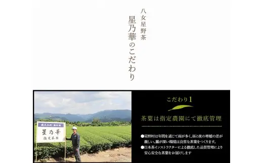 八女星野上級茶詰合せ（100g×2）【A5-250】
