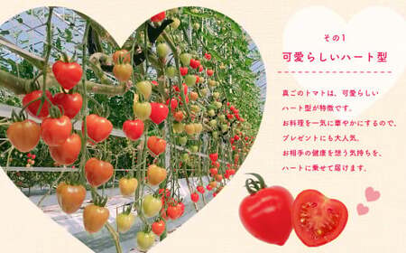 ミニトマト トマトベリー 約900g｜坂本農園