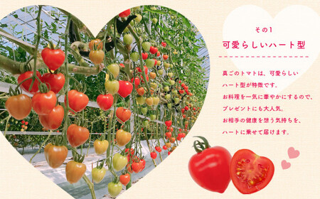ミニトマト トマトベリー 約1.8kg｜坂本農園