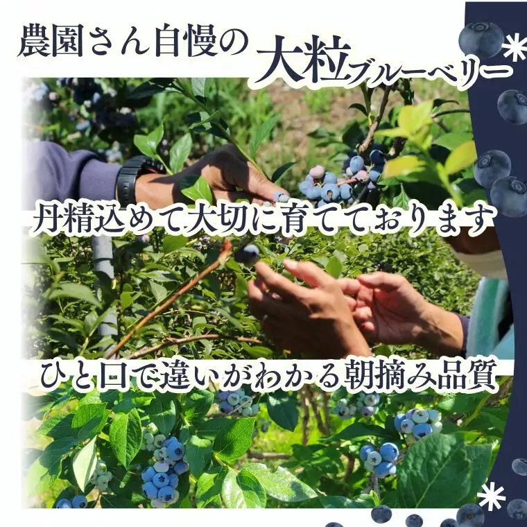 KB05 冷凍ブルーベリー 約1kg【2Lサイズ以上】／2026年8月上旬頃から順次発送｜ 長野県 南信州 松川町 摘みたて 朝摘み 新鮮 安全 産地直送 農家直送 大粒 2Lサイズ以上 冷凍 ブルーベリー 果物 フルーツ