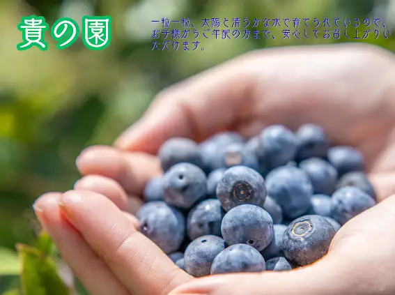 （冷凍） 三重県度会町産の有機栽培 自然の恵みを受け甘く育った ブルーベリー ５００ｇ ／ 貴の園 フルーツ 果物 国産 三重県 度会町