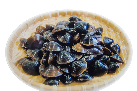 [令和8年11月中旬発送] 青森県十三湖産【冷蔵】活ヤマトシジミ 中 1.5kg [0565]
