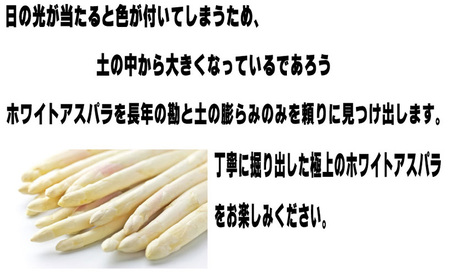 ホワイトアスパラ 訳あり 富良野産 サイズ混合【1kg 65本前後】【先行予約】