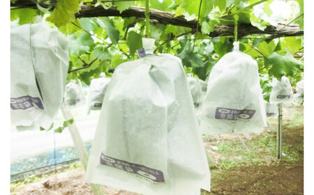 【2026年8月下旬より順次発送】巨峰 約3kg（7～10房）【茨城県共通返礼品/石岡市】(IT-13)