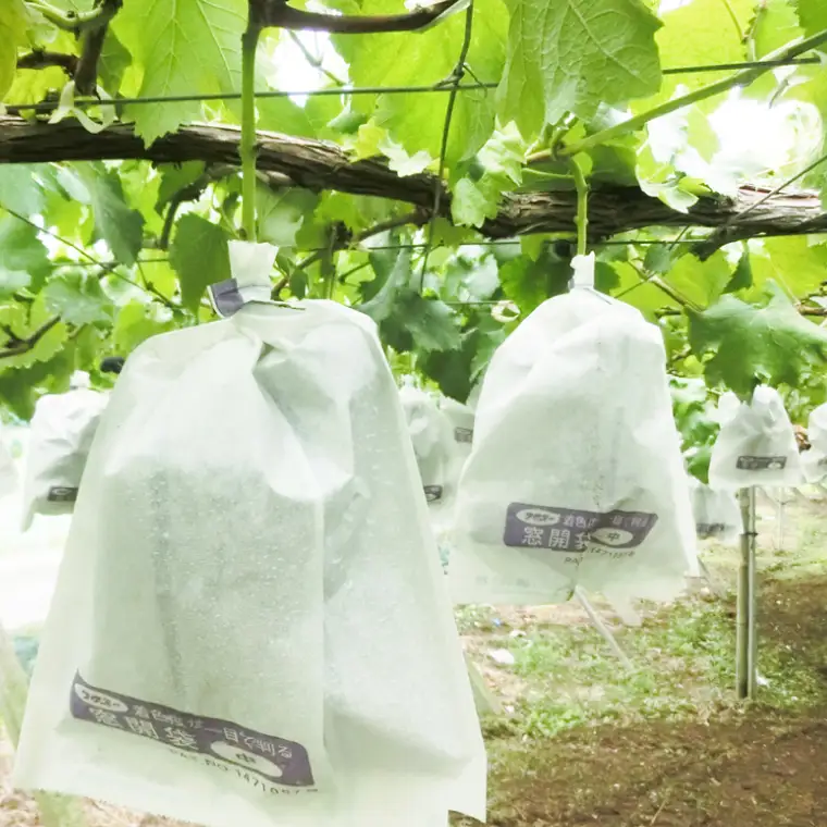 【2026年9月より順次発送】シャインマスカット 約2kg（3～5房）【茨城県共通返礼品/石岡市】(IT-15-1)