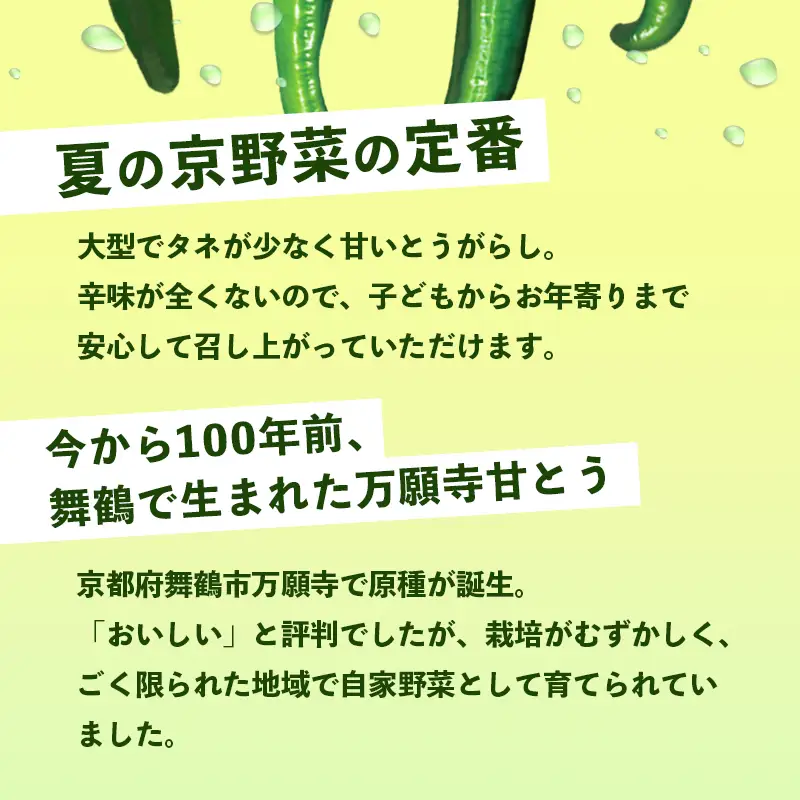 【2026年発送分】万願寺甘とう 化粧箱入 秀品 1kg ： 京野菜 万願寺とうがらし