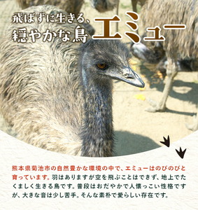 エミューの羽 お守り 全長約18cmエミューの卵の殻入り 熊本県菊池エミュー観光牧場株式会社 《30日以内に出荷予定(土日祝除く)》 熊本県 菊池市 エミュー 縁結び 幸運の羽 羽根 御守り 羽