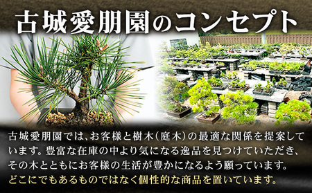 盆栽 千寿丸 1鉢 古城愛朋園 《90日以内に出荷予定(土日祝除く)》 岡山県 浅口市 送料無料 盆栽 ぼんさい 松
