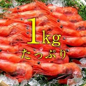 越前 子持ち 甘えび 500g× 2パック[001-a022(20)]