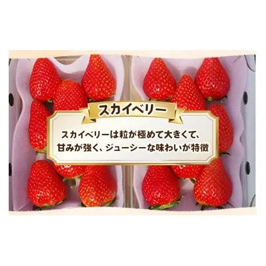 頬張る幸せ★大粒 「スカイベリー」 560g (280g×2P)| 澳原いちご農園 栃木県 矢板市