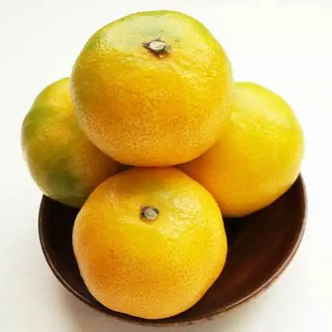 【2026年先行予約】ハウスみかん 二種 食べ比べ 6パック 【ミカン 蜜柑 柑橘 温州みかん 有田みかん 和歌山】_BF6058