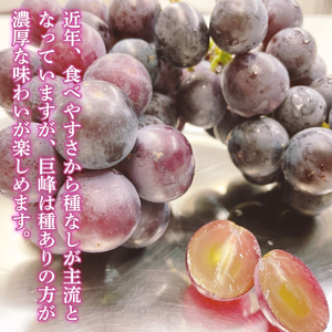 【2026年8月中旬より順次発送】巨峰 約1.5kg（ 種あり ）【茨城県共通返礼品/石岡市】（IU-7）