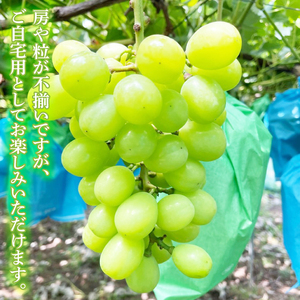 【2026年9月より順次発送】シャインマスカット 約1.5kg【茨城県共通返礼品/石岡市】（IU-8-1）