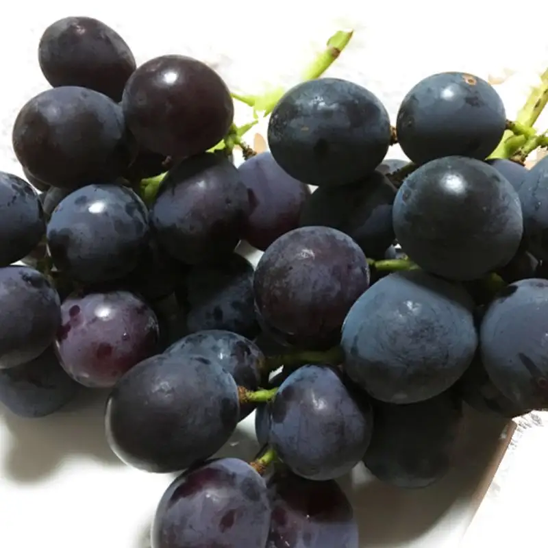 紀州有田産 ブラックオリンピア(ハチミツぶどう) 約2kg ※2026年8月中旬頃〜2026年9月上旬頃に順次発送に順次発送予定 / ぶどう ブドウ 葡萄 フルーツ 果物 くだもの【uot005】
